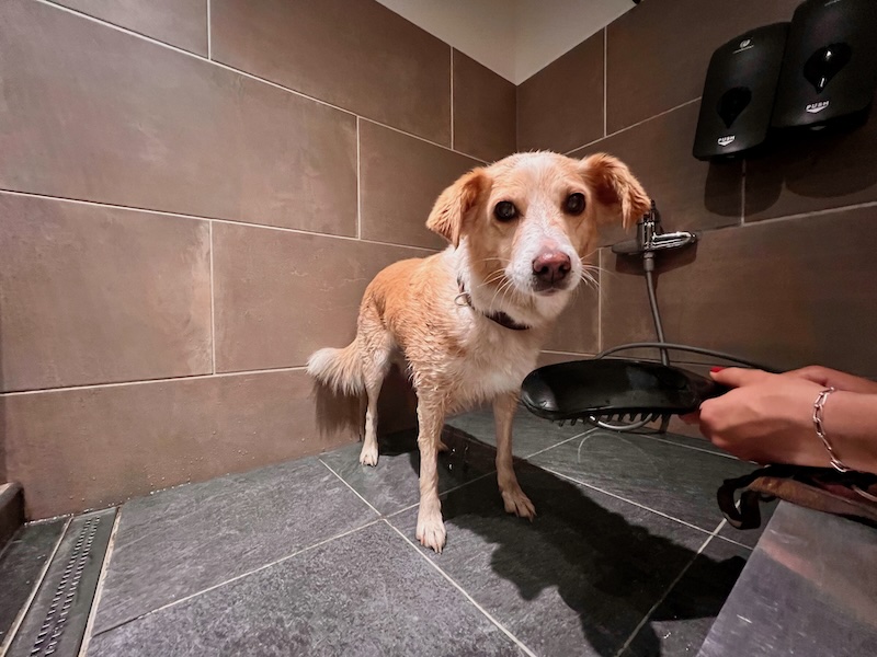Wandern im Großen Walsertal Hundedusche