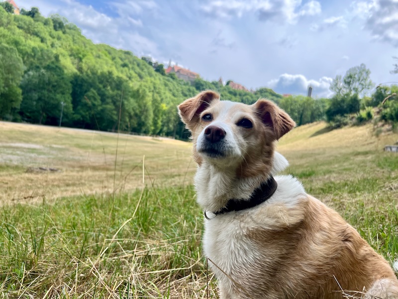 Rothenburg ob der Tauber mit Hund