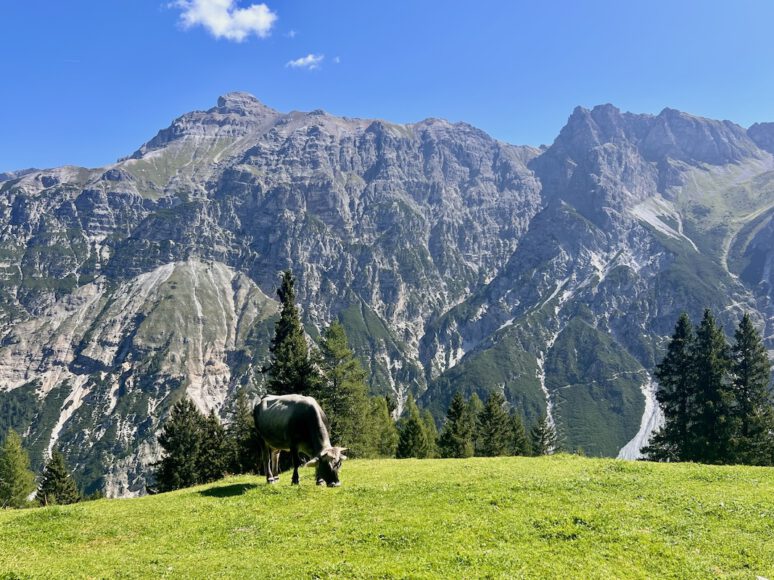Berge und Kuh